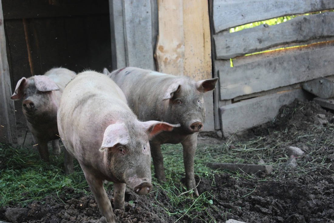 El carnismo, ese sistema en el que amamos a unos animales y explotamos a otros