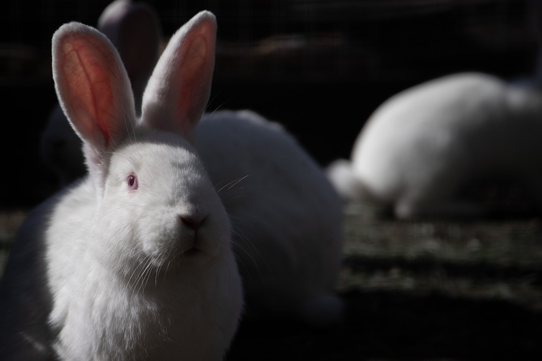 Canadá prohíbe las pruebas de toxicidad en animales