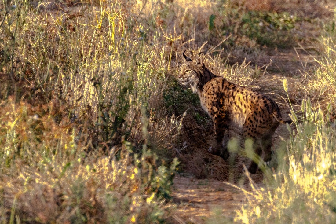 Detenido un cazador por poner cebos ilegales en una zona de linces ibéricos