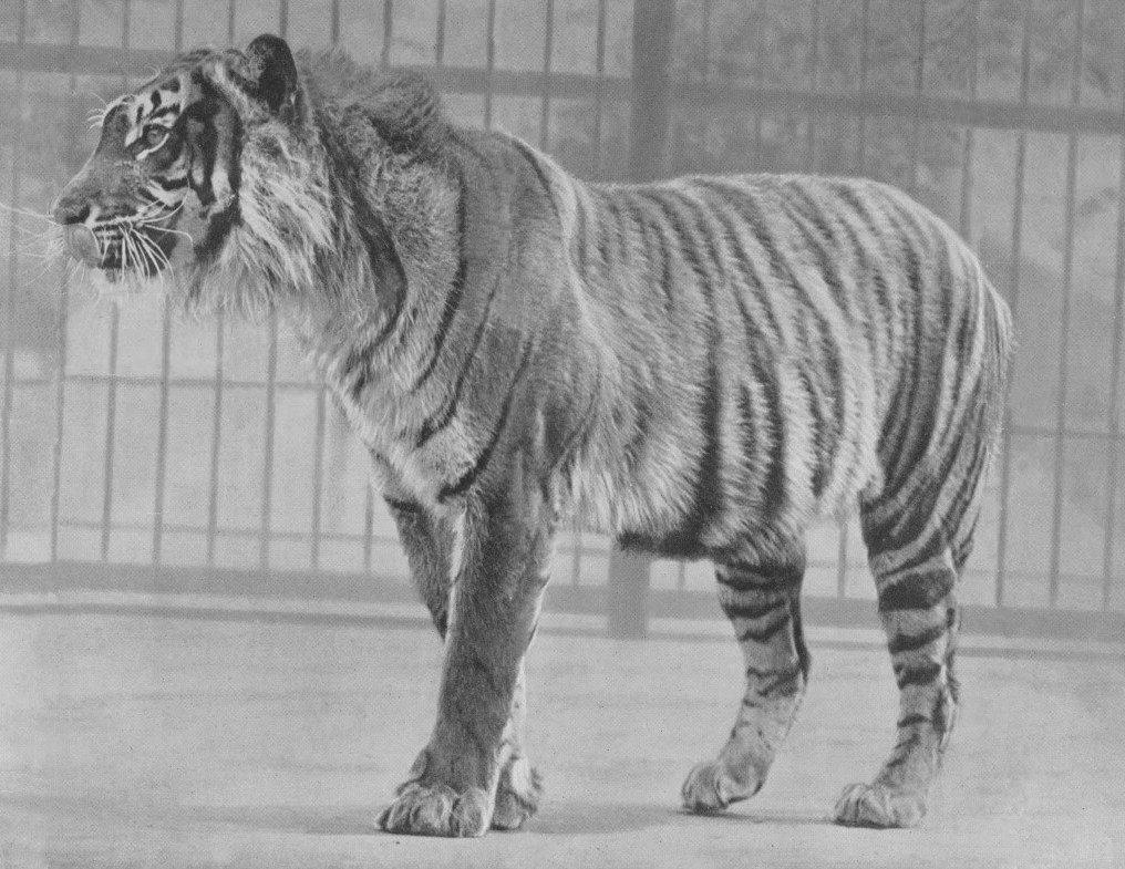 Animales extintos: el tigre de Java