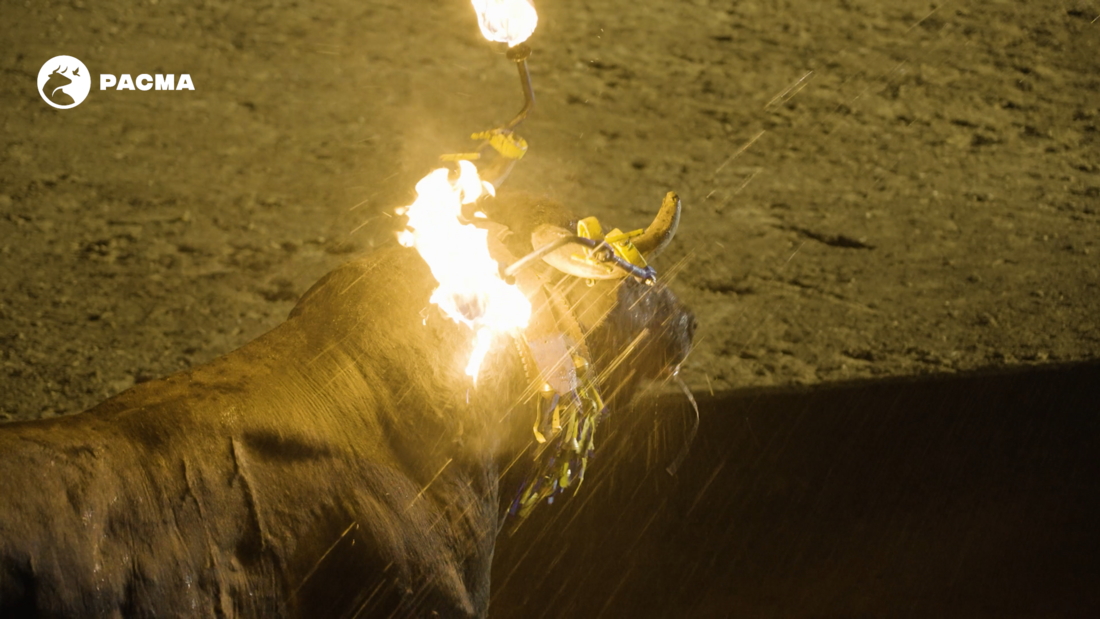 PACMA denuncia que un toro estuvo quemándose durante más de un minuto en un festejo taurino de un pueblo de Teruel