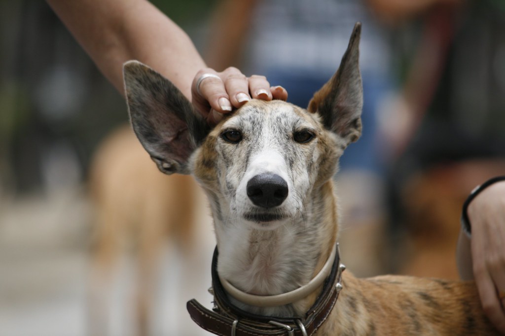 La Rioja deroga su ley de protección animal
