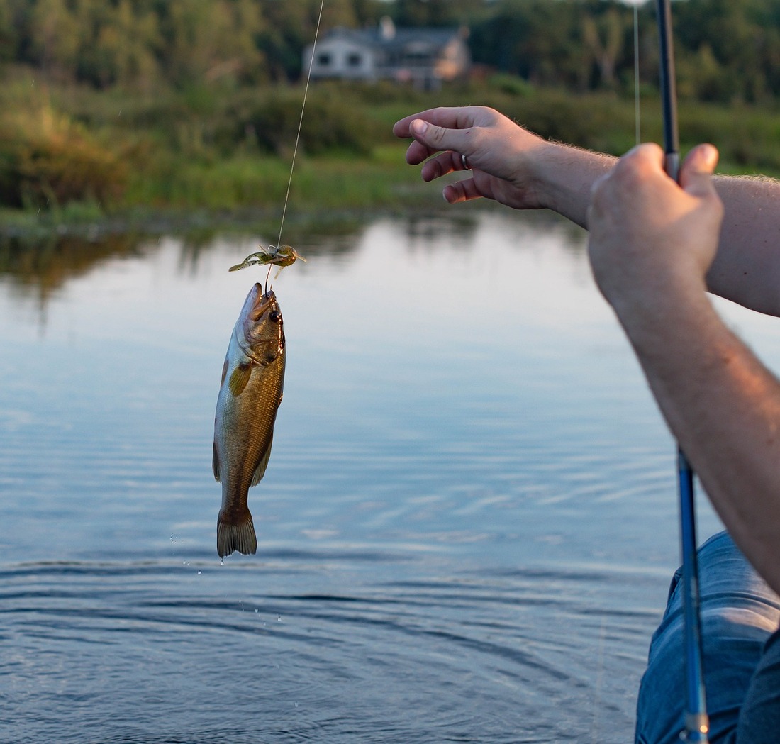 El consumo de peces de agua dulce se asocia con la ingesta de tóxicos