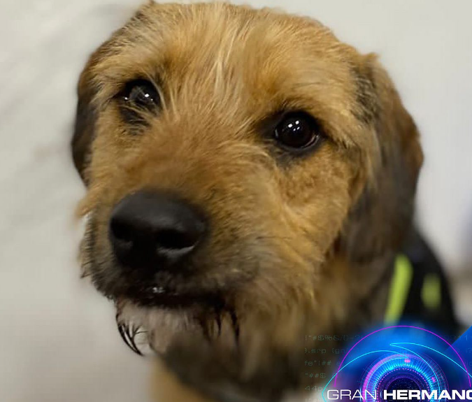 Maltrato animal en Gran Hermano Chile