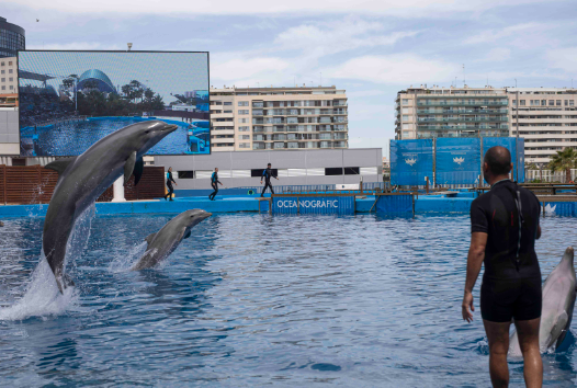 Protesta contra el cautiverio de delfines en el Oceanografic