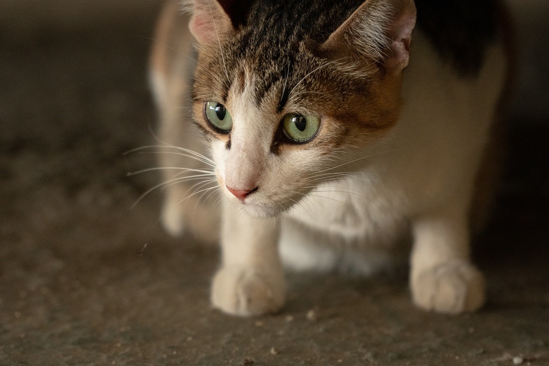 Australia envenena gatos callejeros con robots
