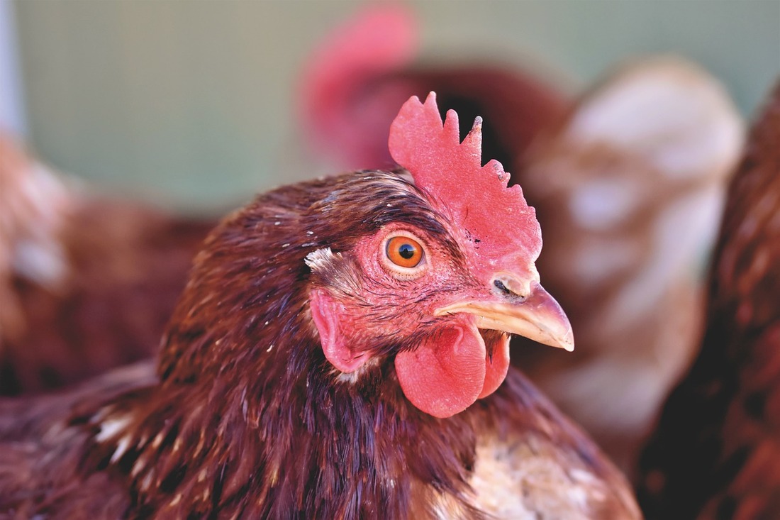 Gallinas enjauladas: ¿De dónde proceden los huevos que hay en tu nevera?