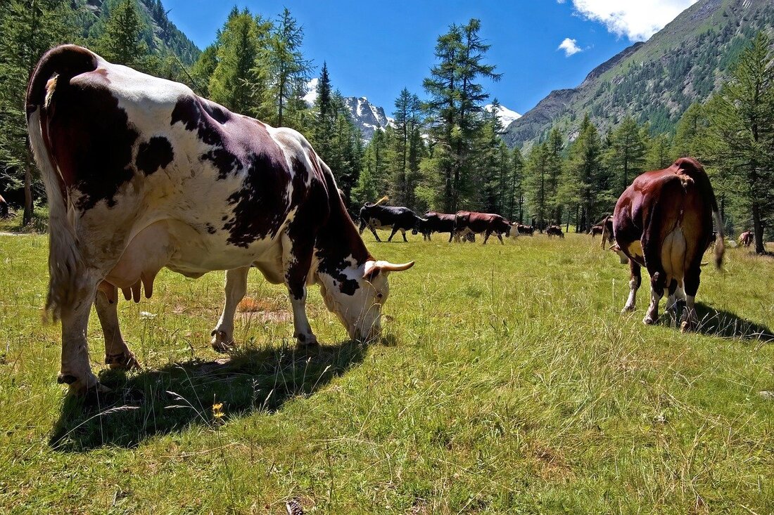 Así afecta la emergencia climática a los animales, incluidos los que viven en granjas