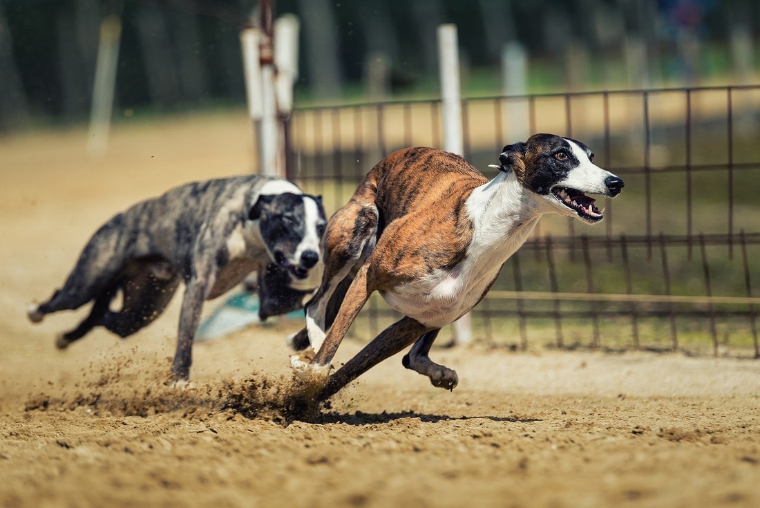 Las carreras de perros podrían desaparecer en Escocia