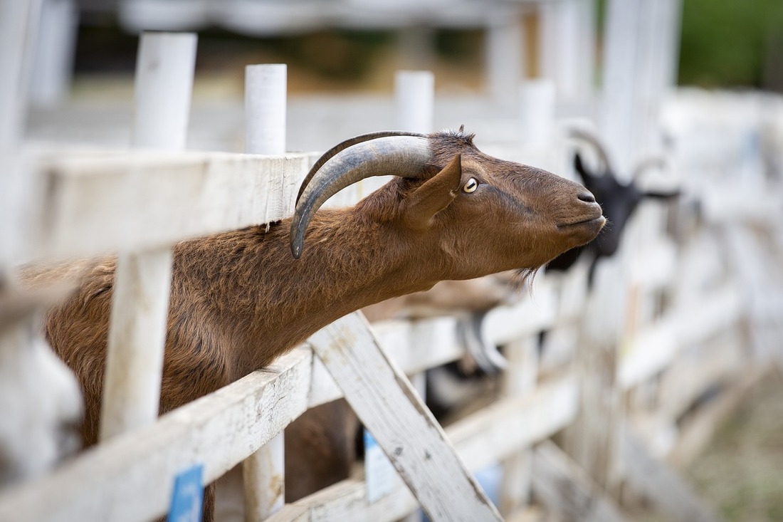 Historia: el movimiento animalista