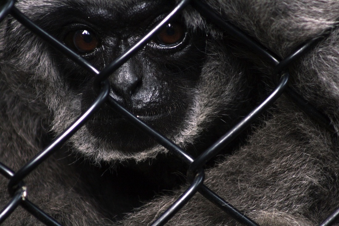 La cautividad no es una opción