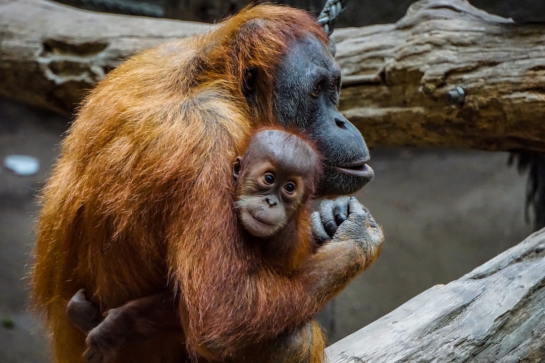 La muerte del orangután Kanelo en el zoo de Barcelona reabre el debate sobre la cautividad en animales salvajes