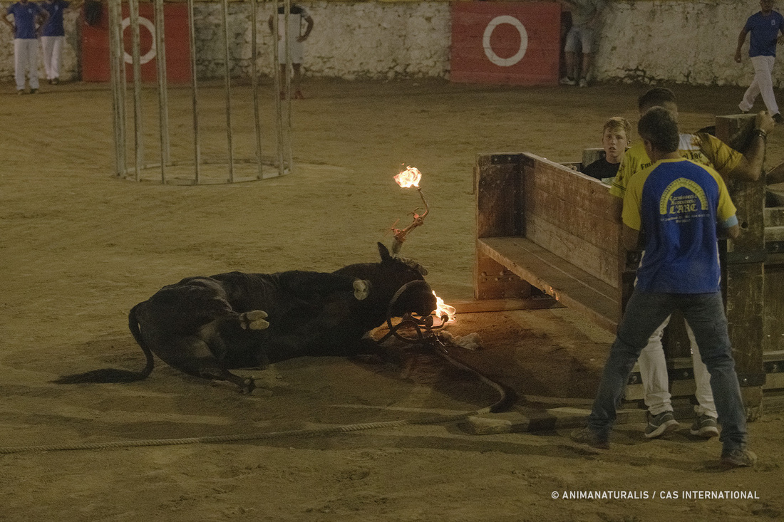 Un toro se desploma tras golpearse la cabeza en Castellón