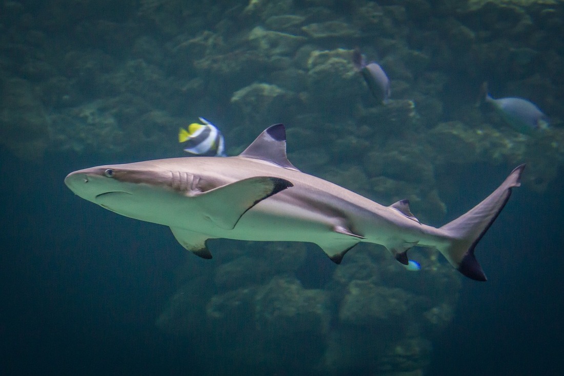La sobrepesca amenaza a los tiburones de arrecife
