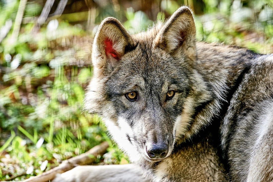 Ganaderos envenenan a un lobo en Francia
