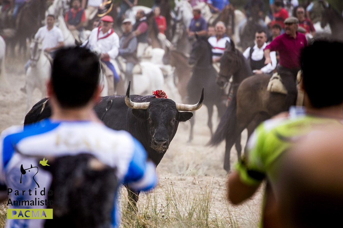 El Toro de la Vega se celebrará como encierro
