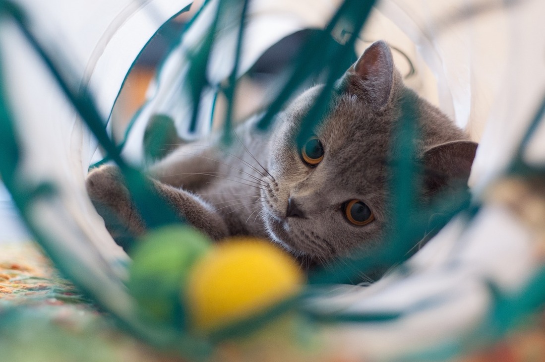 La gripe aviar ya a afectado a gatos de todo el mundo