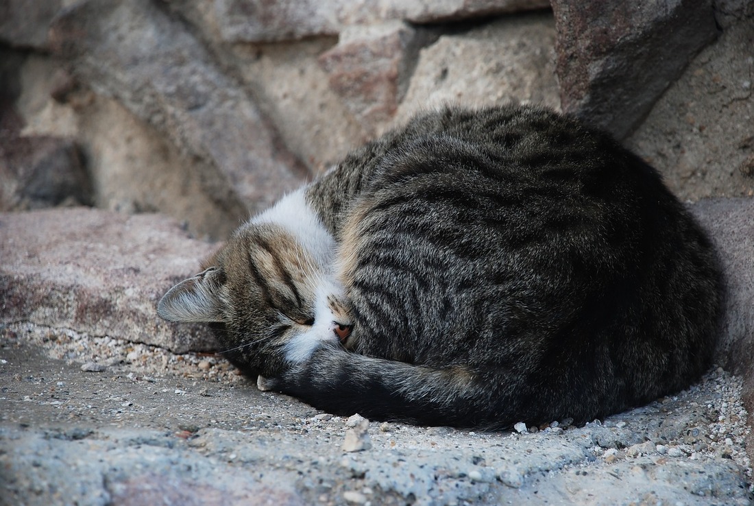 La vida de cada gato importa, una campaña de concienciación en Alemania