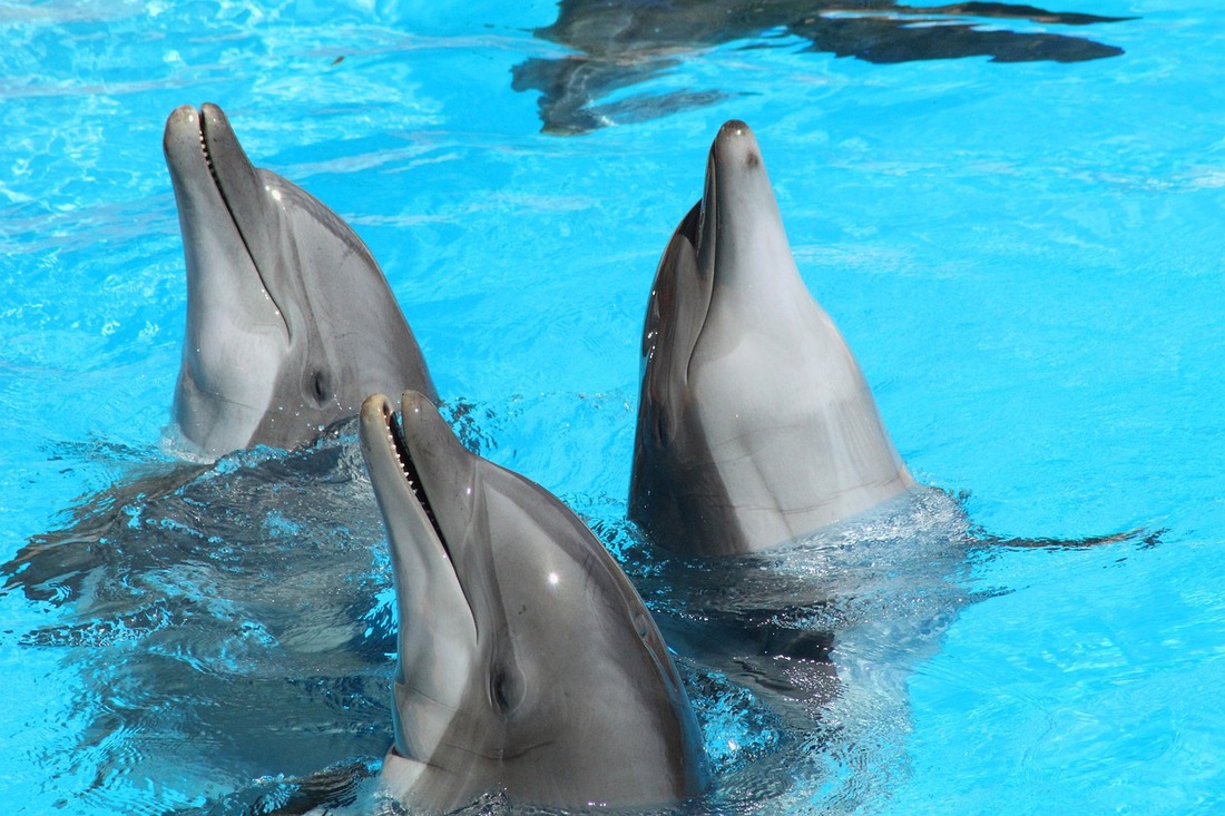 Seis organizaciones se unen para pedir al Oceanográfico que detenga la cría de delfines