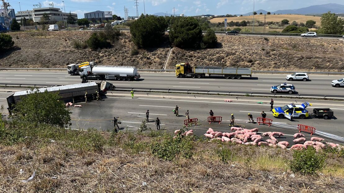 Un accidente deja decenas de cerdos desatendidos en la AP-7