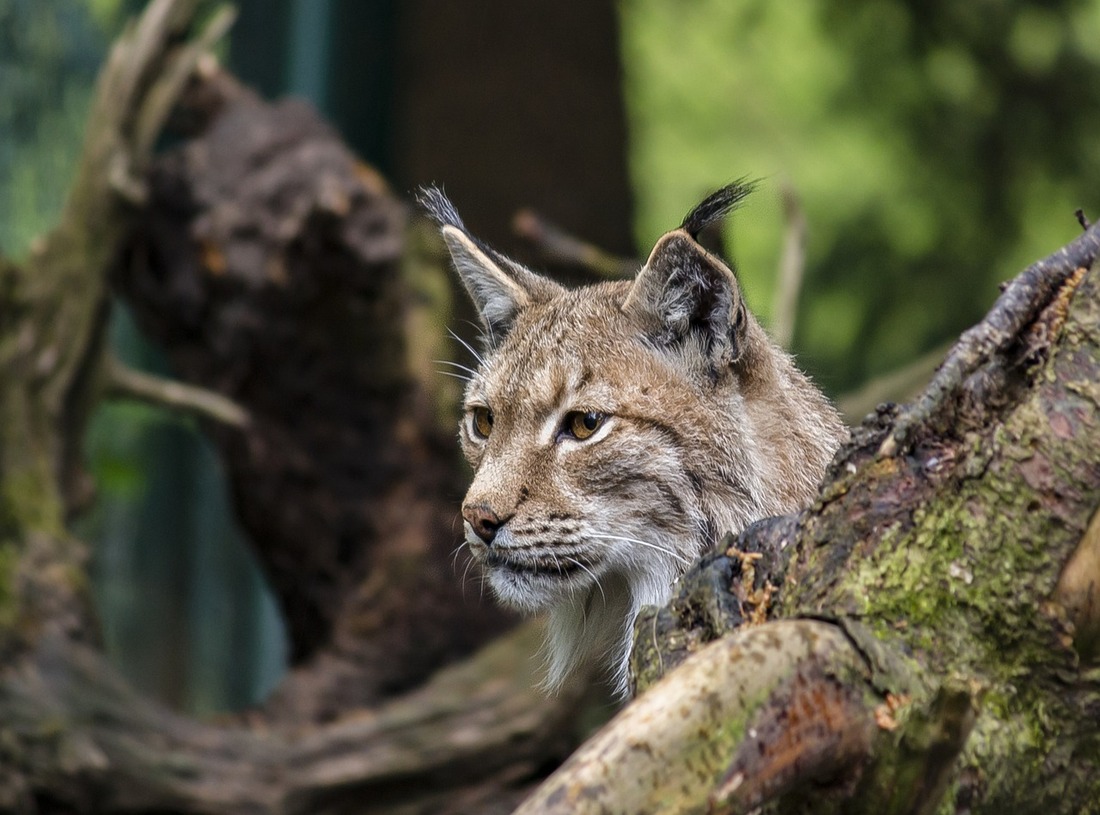 La caza furtiva mata a un lince ibérico cada semana