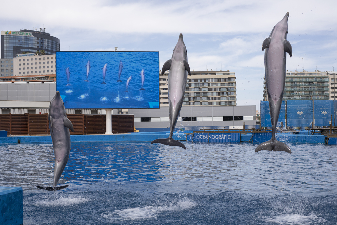 Por el fin de la cría de delfines en cautividad