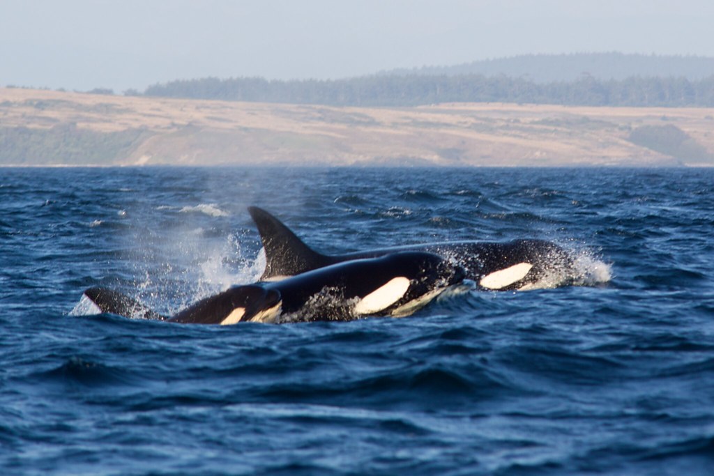 Tripulantes de un velero disparan contra orcas