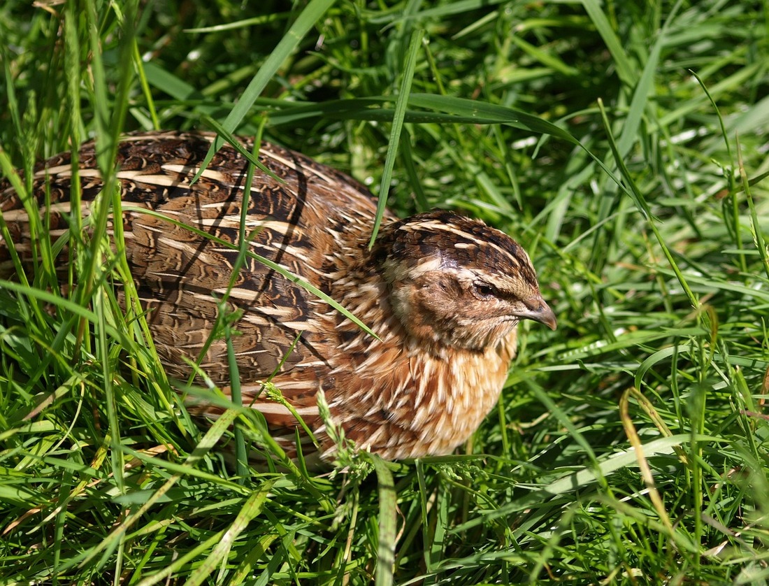 Ecologistas piden que no se permita la caza de aves protegidas