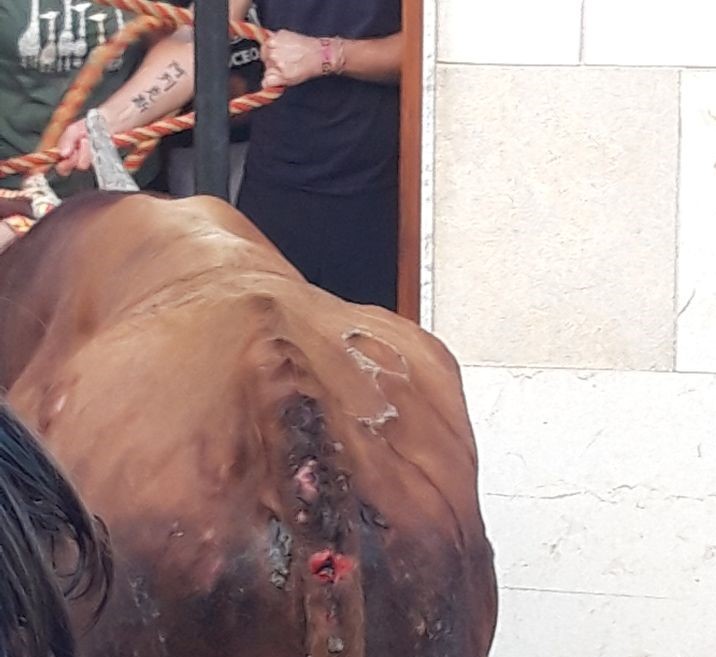 El toro de la cuerda de Chiva