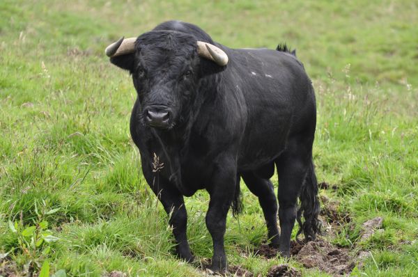 Castilla-La Mancha pretende introducir la tauromaquia en los niños