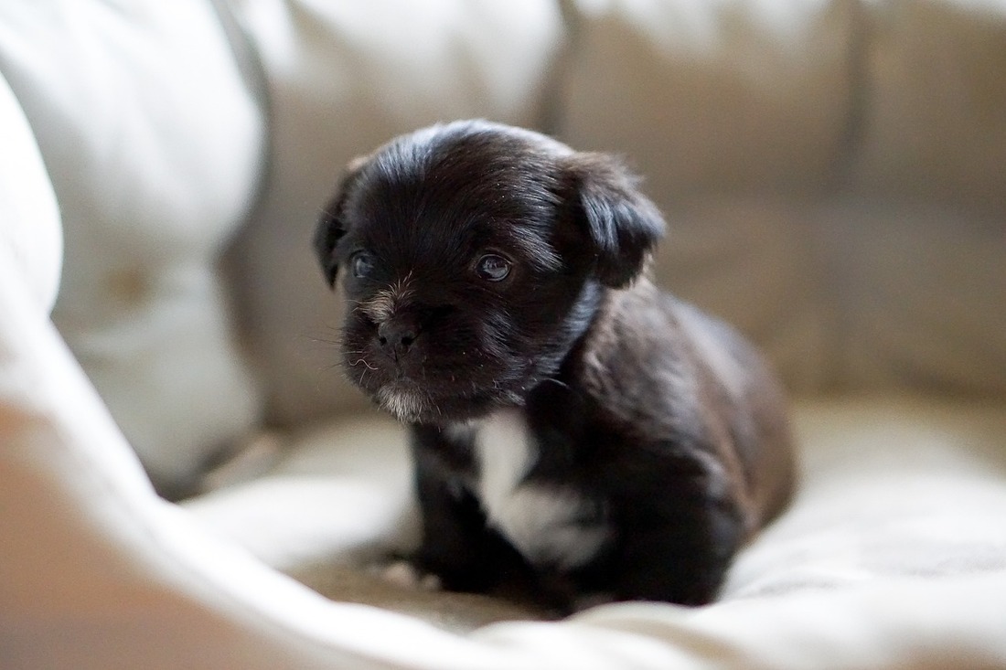 Desarticulada una red de tráfico ilegal de cachorros en España