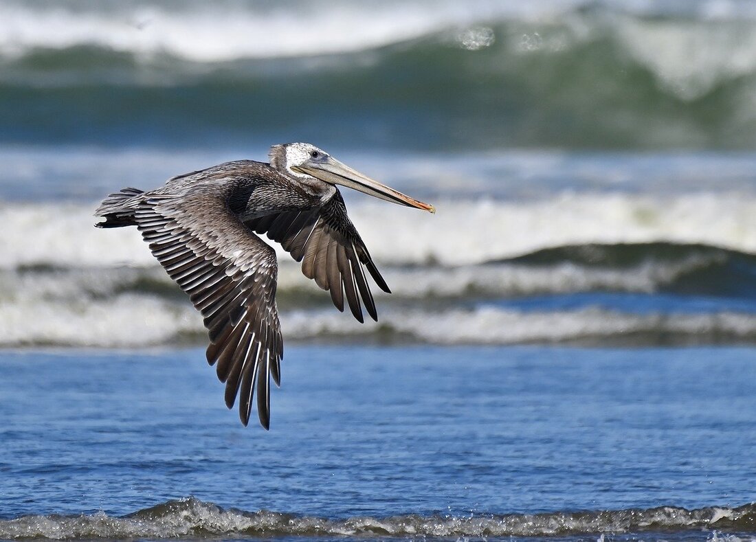 La gripe aviar se ceba con las aves marinas