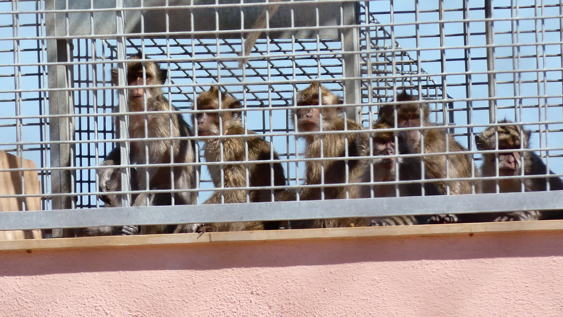 Una granja de macacos sin licencias ni inspecciones, encerrados en jaulas y torturados en laboratorios: así es Camarney