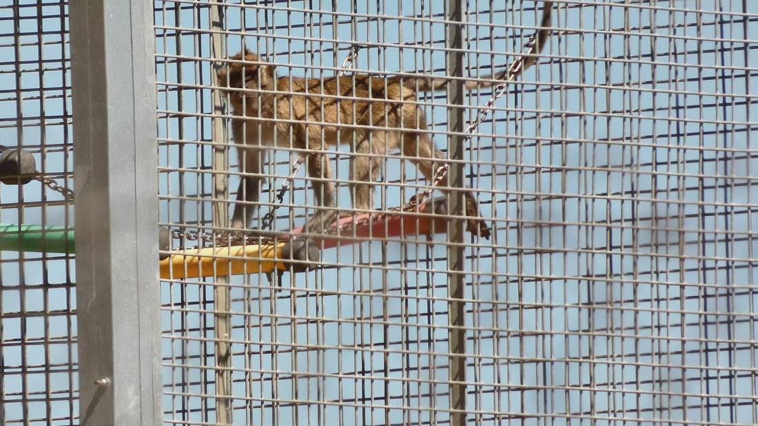 Un macaco en la granja de Camarney