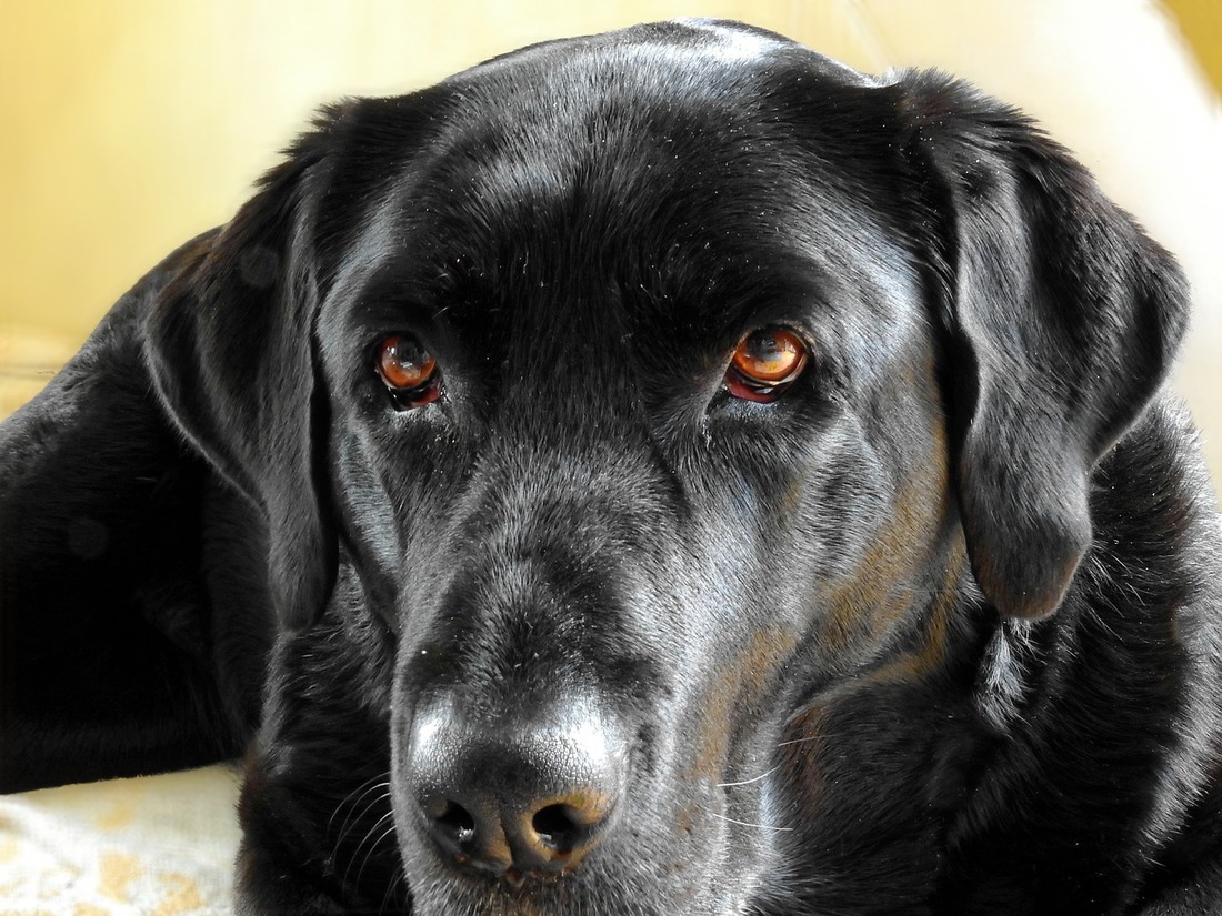 Este viernes entra en vigor la Ley de Protección Animal