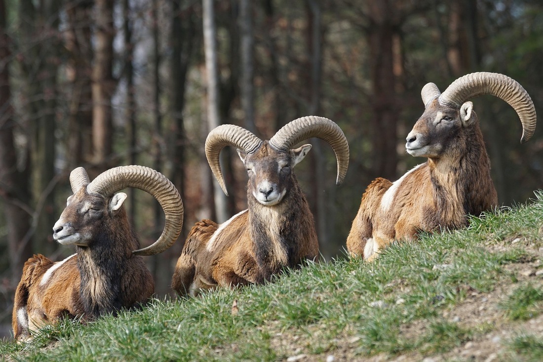 Granja de muflones en España