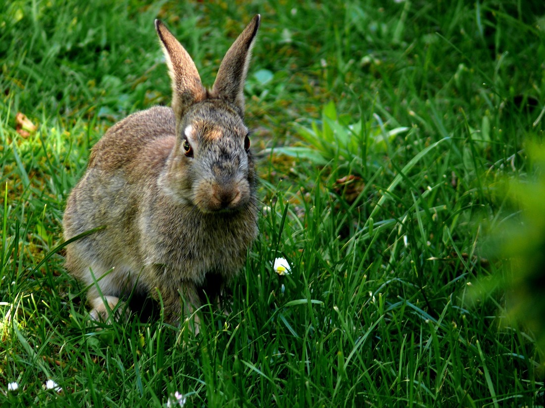 Situación del conejo de monte en España