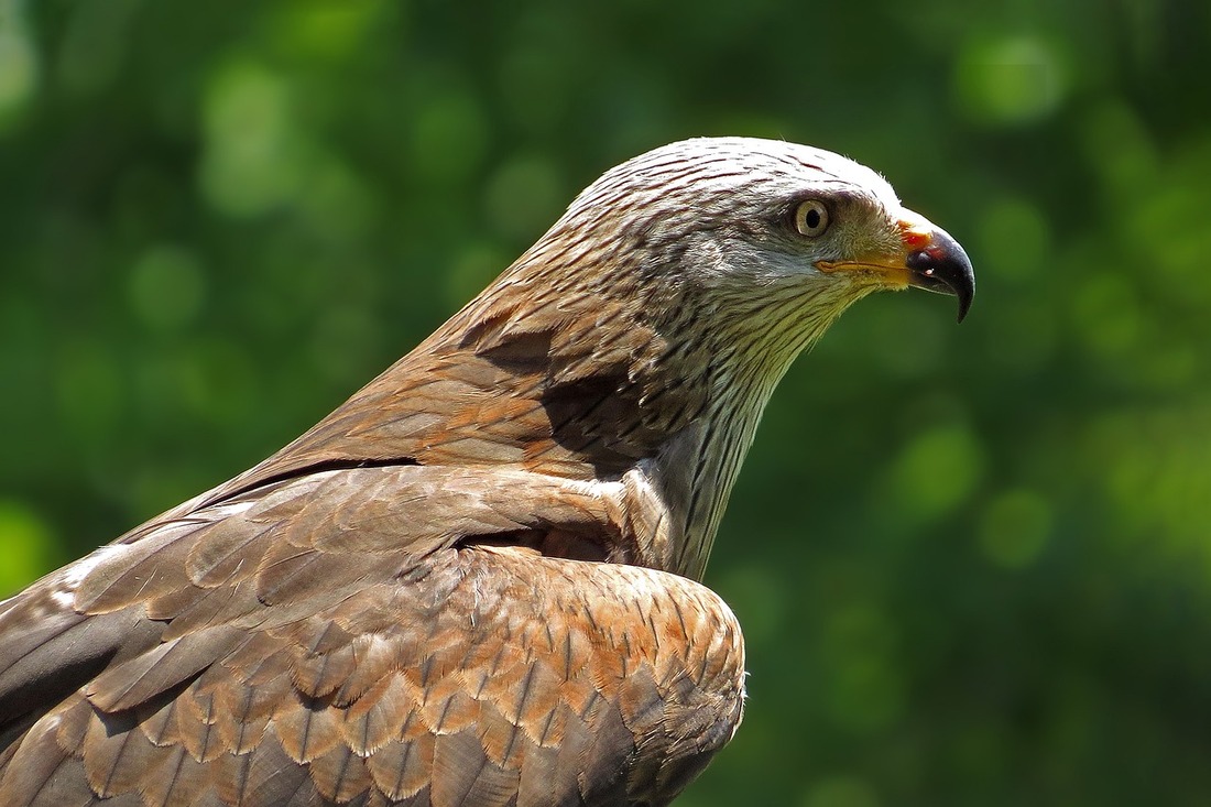 Causas de mortalidad no natural de aves