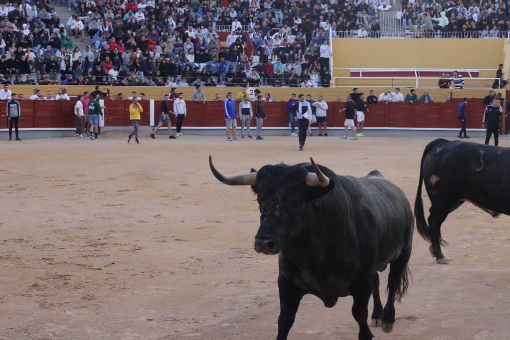 Balance del verano en espectáculos taurinos