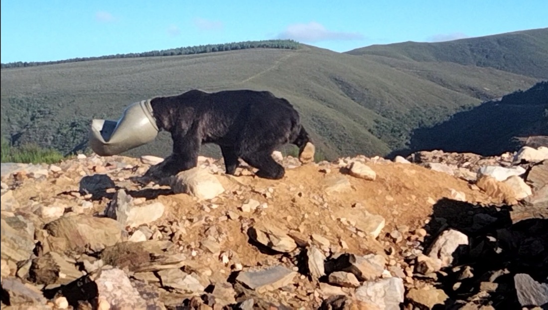 Un oso atrapado en un bidón