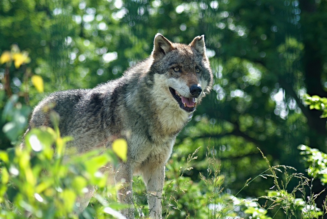 La protección del lobo está en riesgo en la Unión Europea