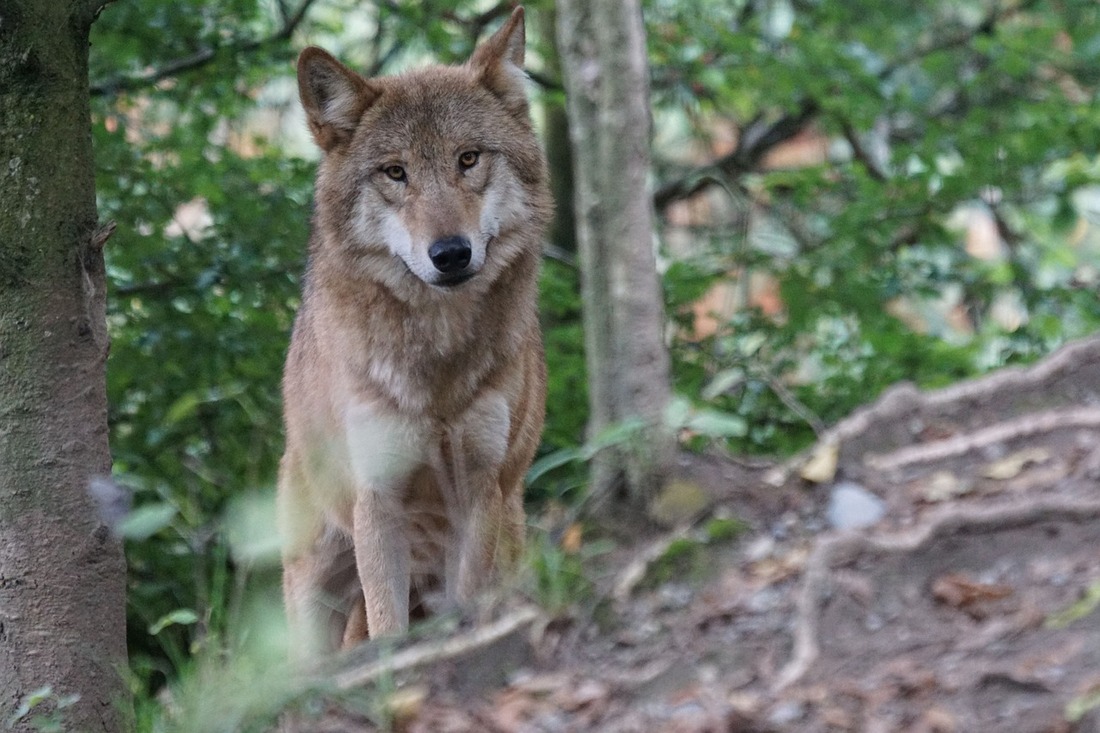 Las comunidades autónomas declaran la guerra al lobo en Europa