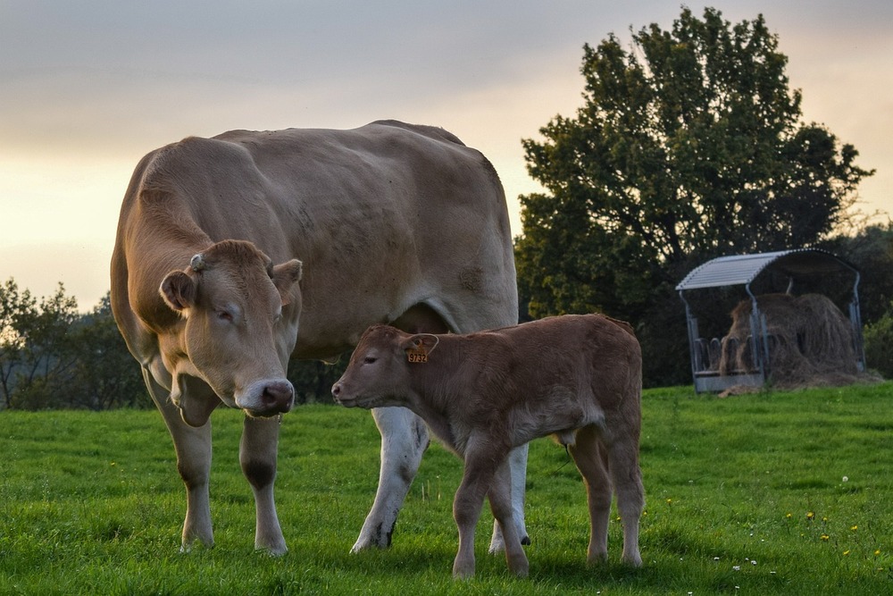 Una organización británica inicia una campaña contra la publicidad de carnes, lácteos y huevos