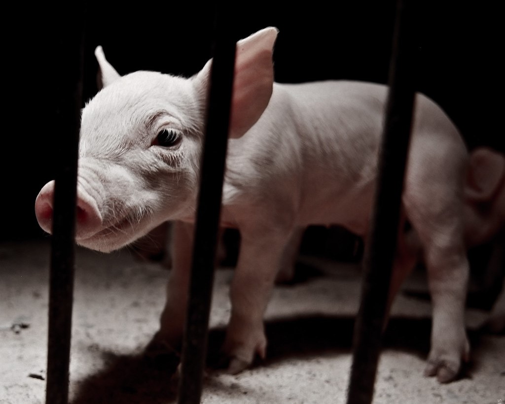 Organizaciones y ciudadanos piden a la Comisión Europea que publique las propuestas para la normativa sobre bienestar animal