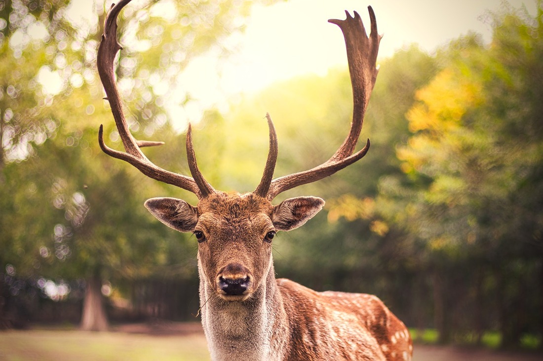 Denuncian el modelo de caza de ciervos en Zamora