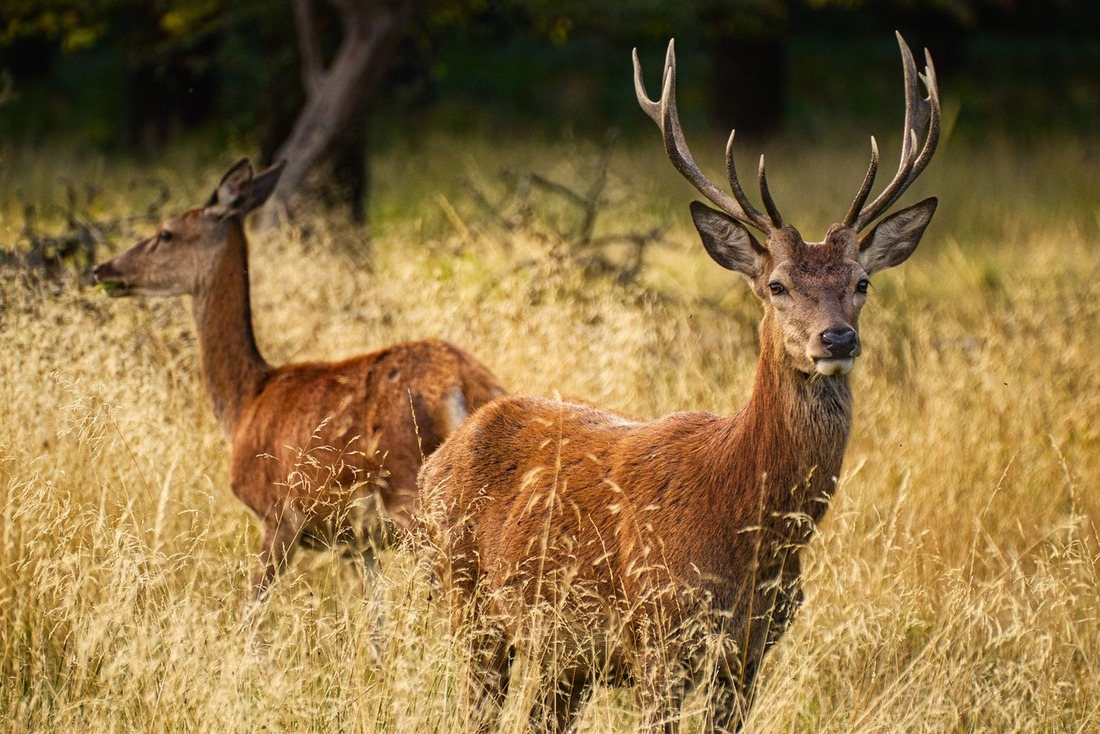 Ecologistas denuncia la caza en Monfragüe