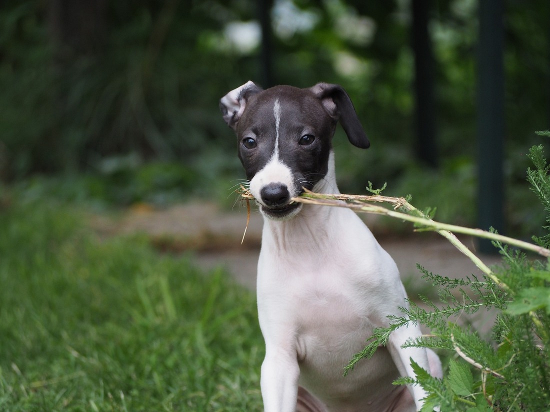 Málaga tendrá un cementero público para animales