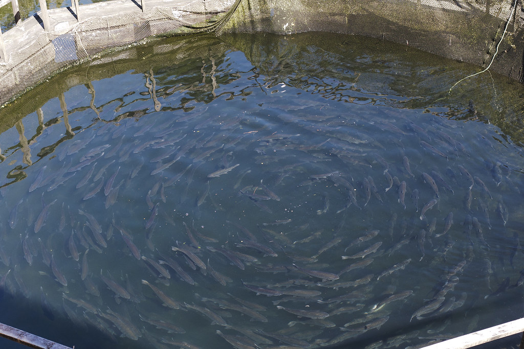 Activistas piden al Gobierno escocés medidas contra la cría de salmones