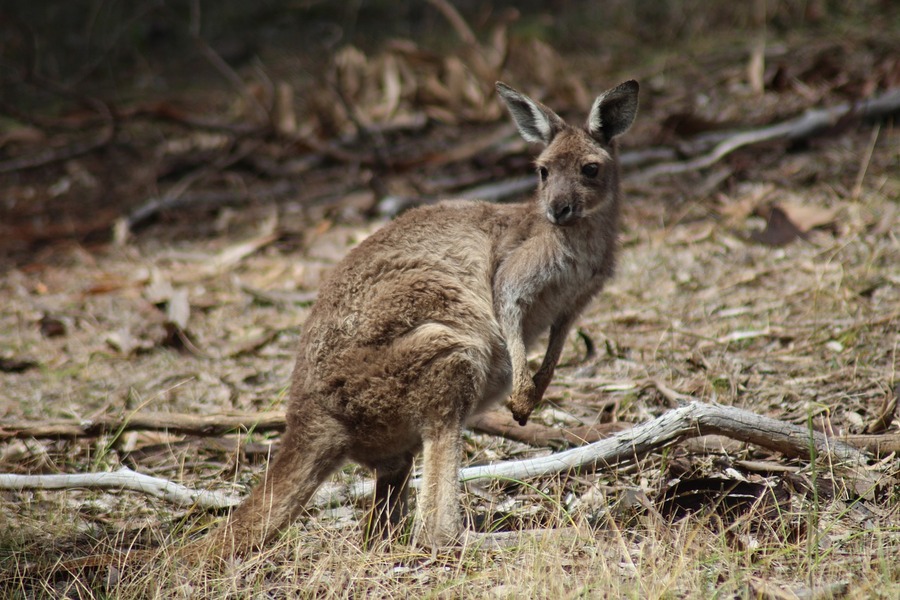 Los australianos creen que debería protegerse a los canguros de las matanzas comerciales