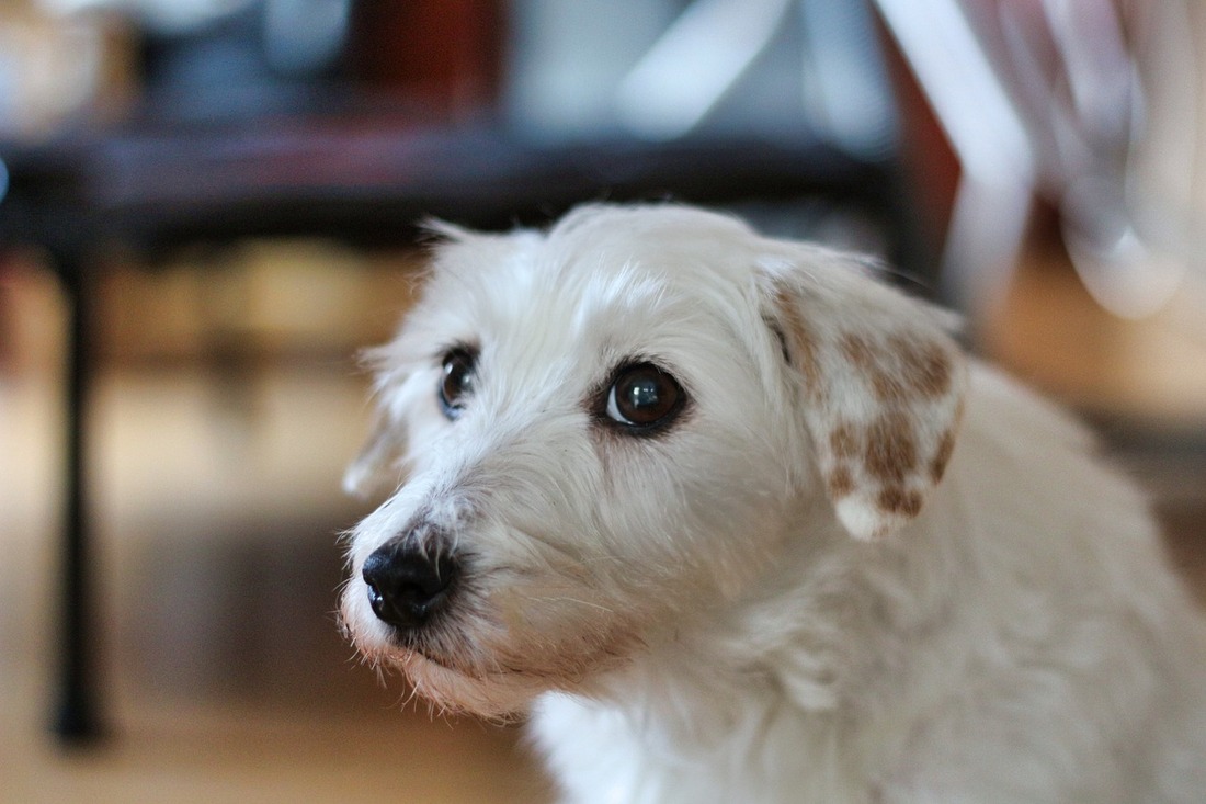 La Guardia Civil ha detenido e investigado a más de 500 personas por maltrato animal